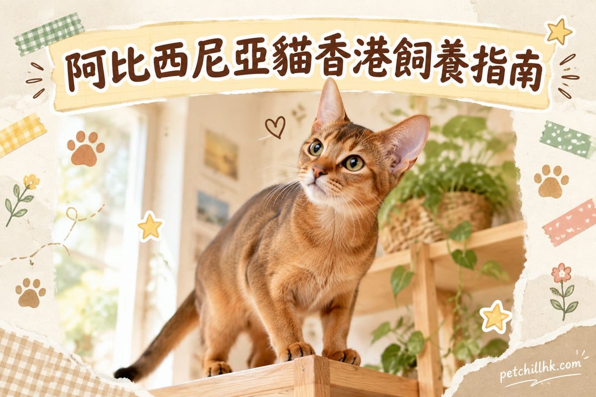 阿比西尼亞貓香港飼養指南:跳高冠軍住細單位攻略|PetChill 寵物百科