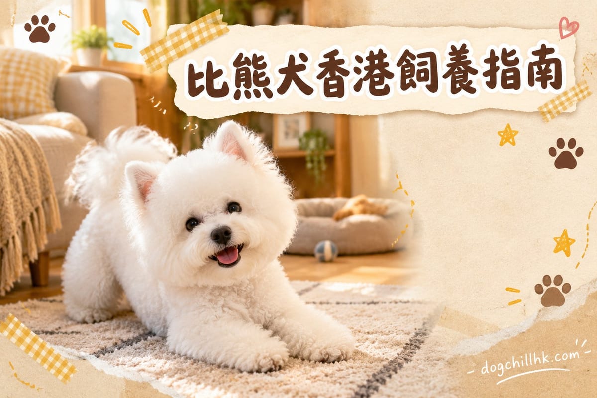 比熊犬香港飼養指南|PetChill 寵物百科