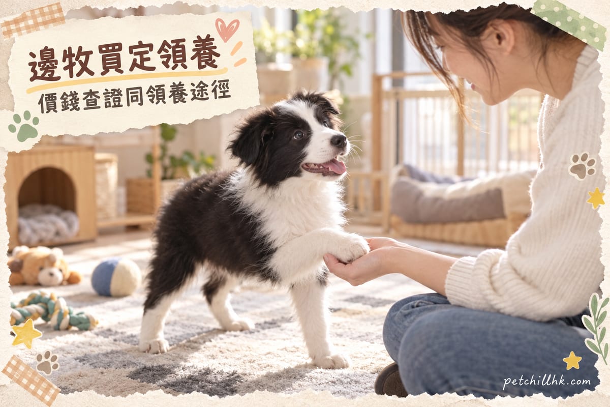 Border Collie Price and Adoption in Hong Kong: What to Check Whether You Buy or Adopt — PetChill