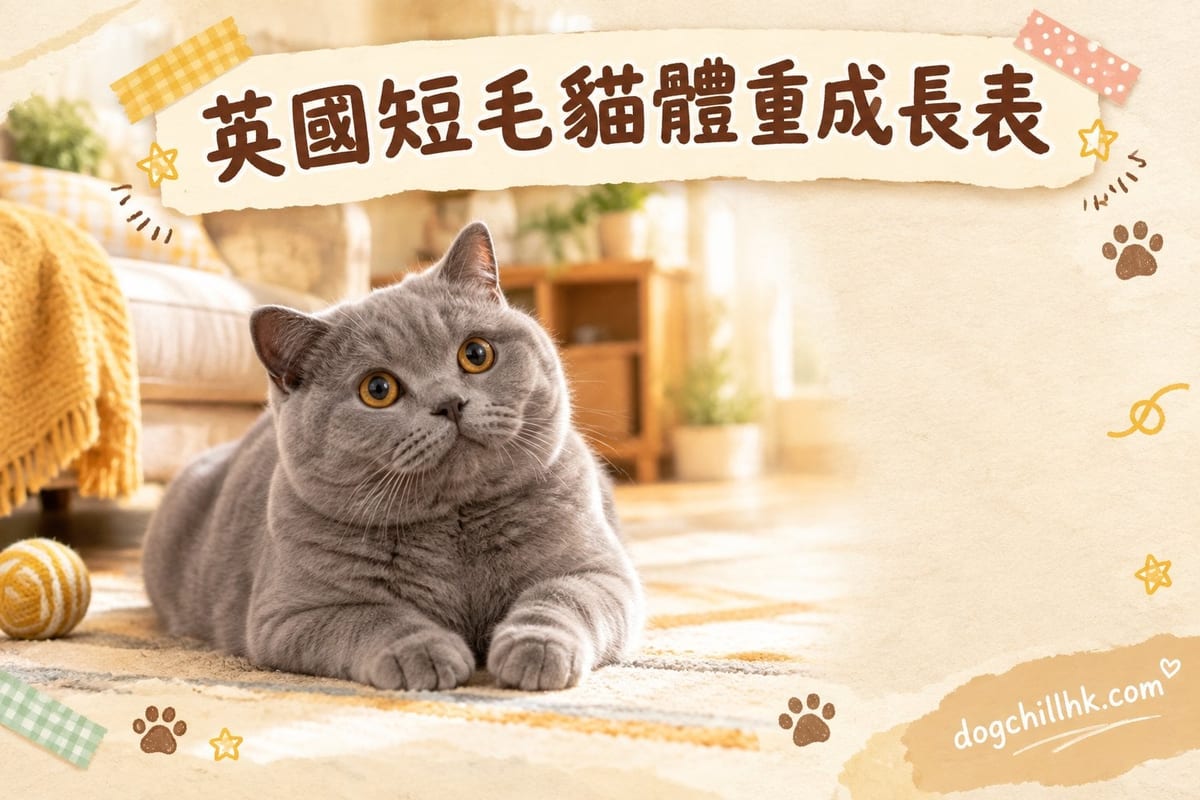 英國短毛貓體重標準同成長曲線|PetChill 寵物百科