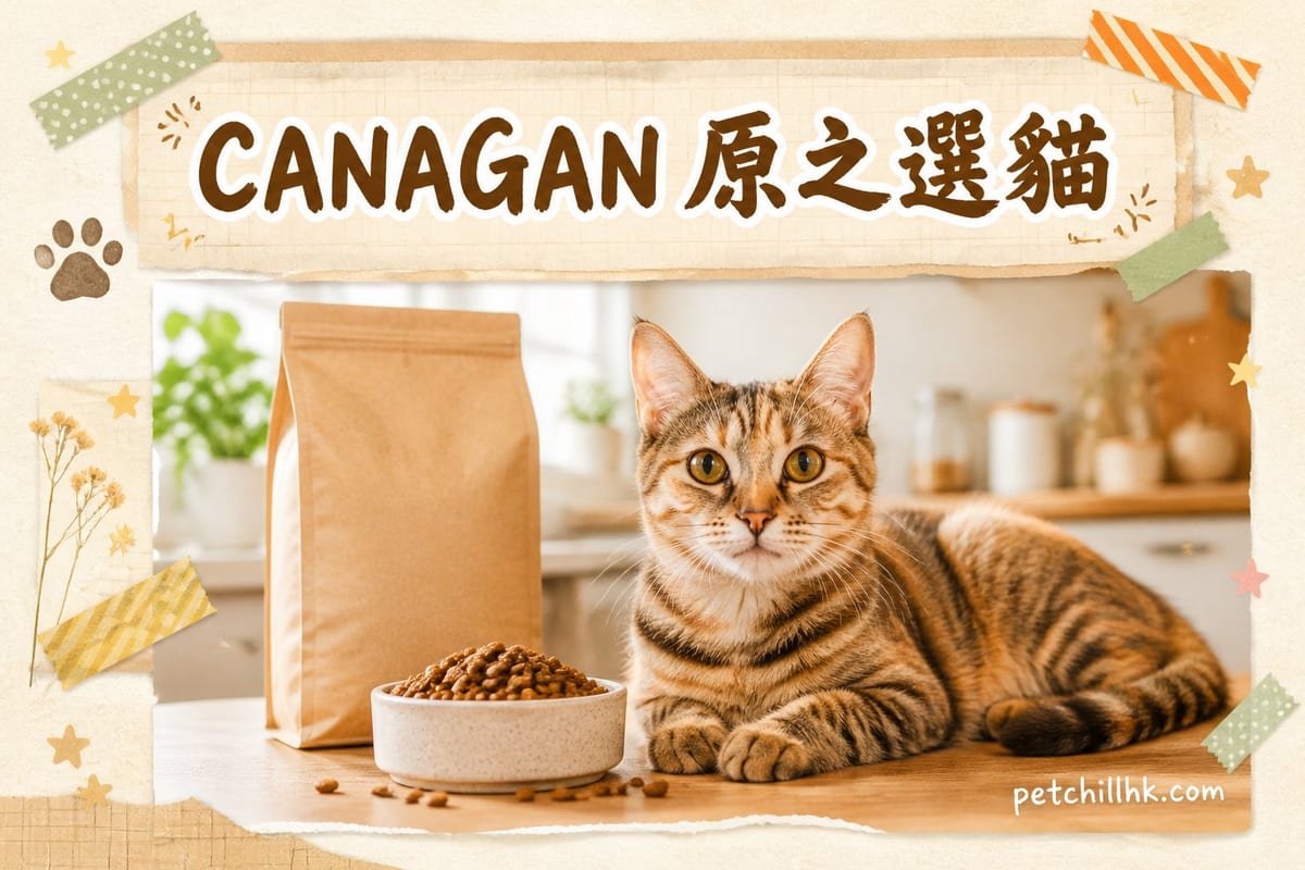 一隻虎斑貓低頭喺金屬碗食無穀物貓糧，枱面企住 CANAGAN 原之選綠色包裝