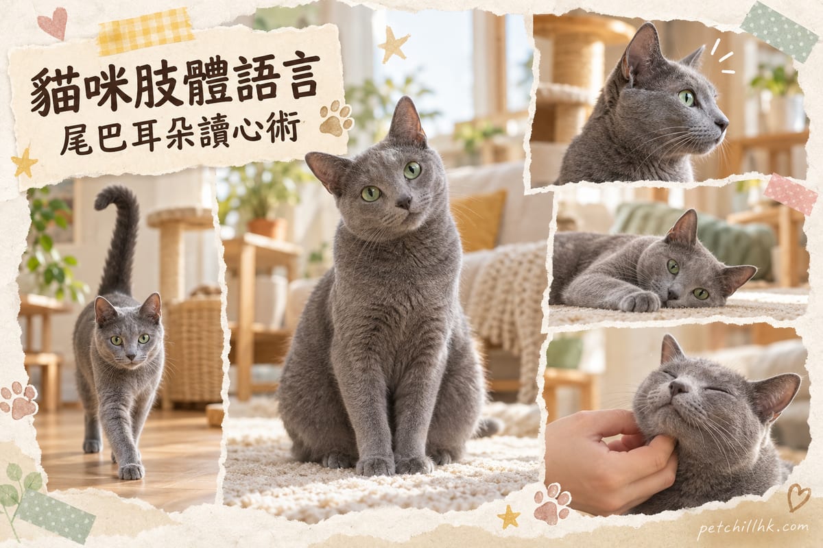 一隻俄羅斯藍貓坐喺溫馨家居環境中,展現各種肢體語言姿態