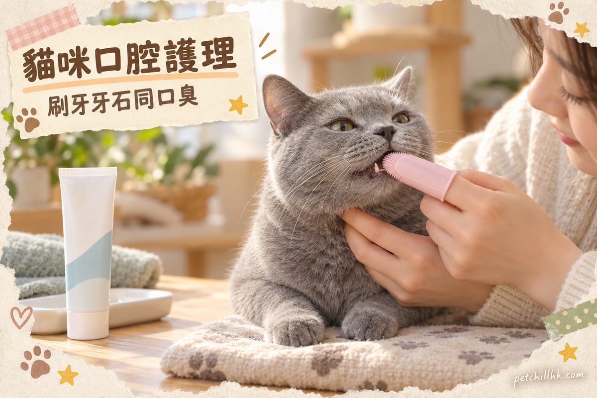 一隻灰色短毛貓輕輕張開口,主人用貓專用指套牙刷幫佢清潔牙齒,枱面放住貓牙膏