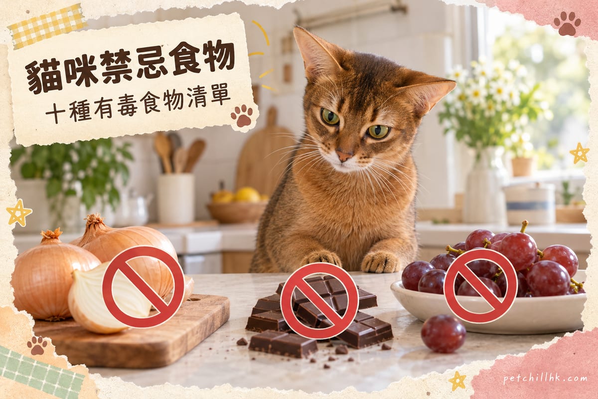 阿比西尼亞貓坐喺廚房枱邊,面前的洋蔥、朱古力同葡萄擺住紅色禁止牌