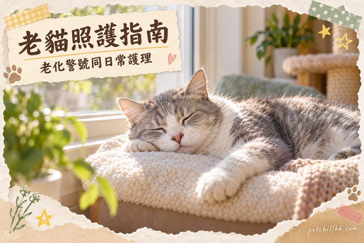一隻灰白色老貓瞓喺窗邊軟墊上曬太陽,神情安詳放鬆