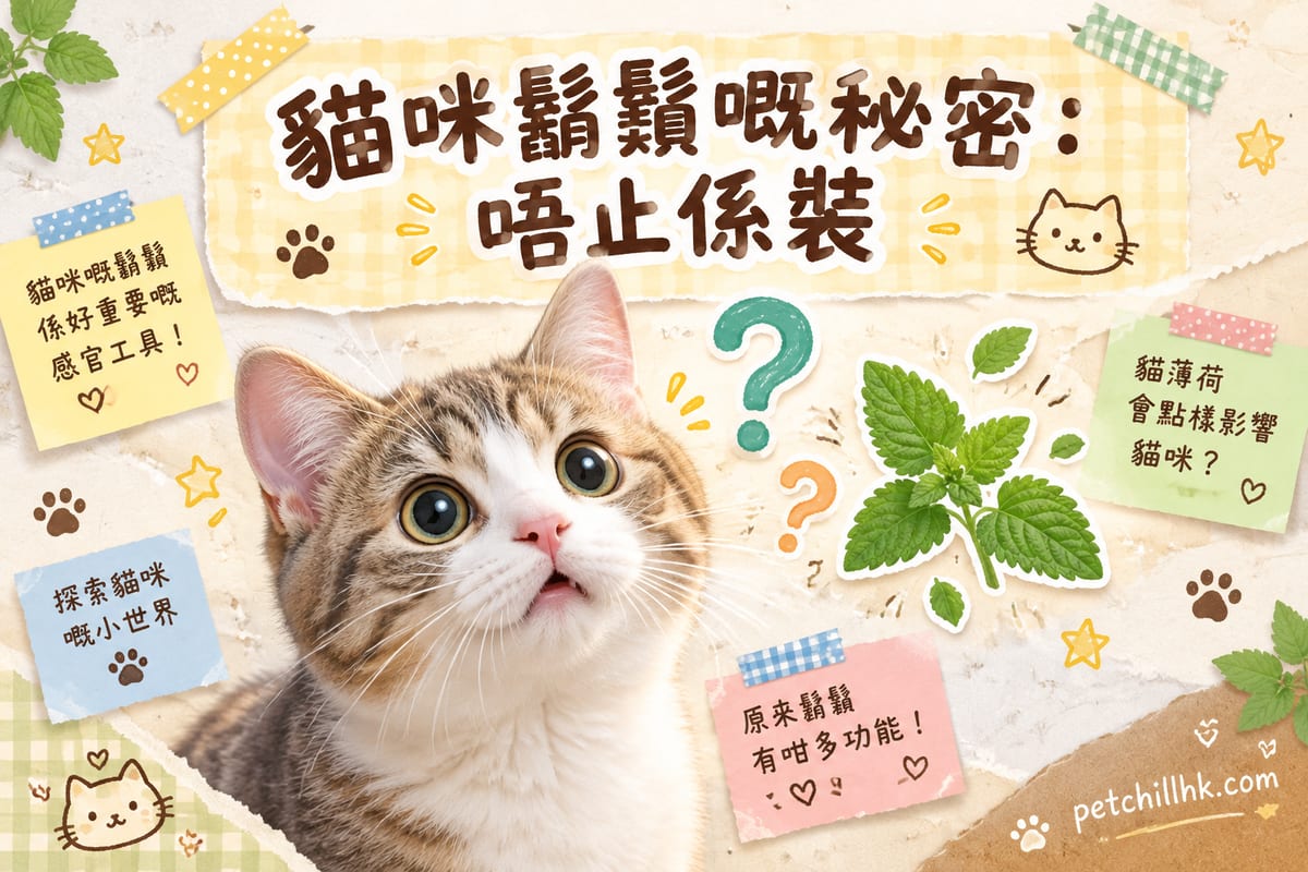 一隻白色長毛貓正面特寫,鬍鬚清晰可見,背景溫馨家居場景