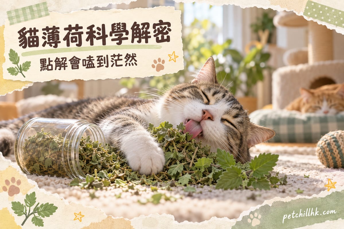 貓薄荷點解令貓咪「嗑到茫」?荊芥內酯科學解密+安全使用指南|PetChill 寵物百科