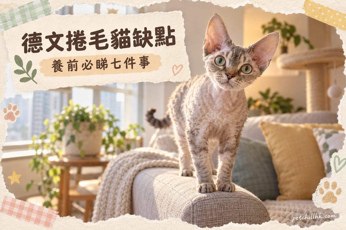 What Are the Downsides of a Devon Rex? 7 Things Hong Kong Owners Must Know Before Getting One — PetChill