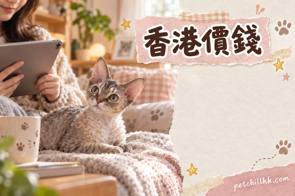 一隻德文捲毛貓幼貓坐喺香港住宅梳化上，捲曲短毛同大耳仔清晰可見