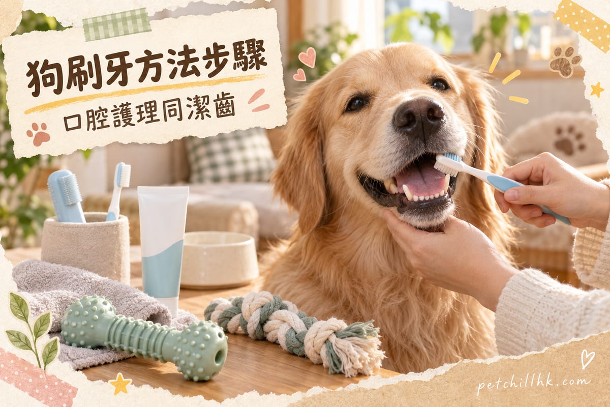狗狗刷牙全攻略|42顆牙齒護理、正確刷牙步驟、潔齒玩具推薦一次睇晒