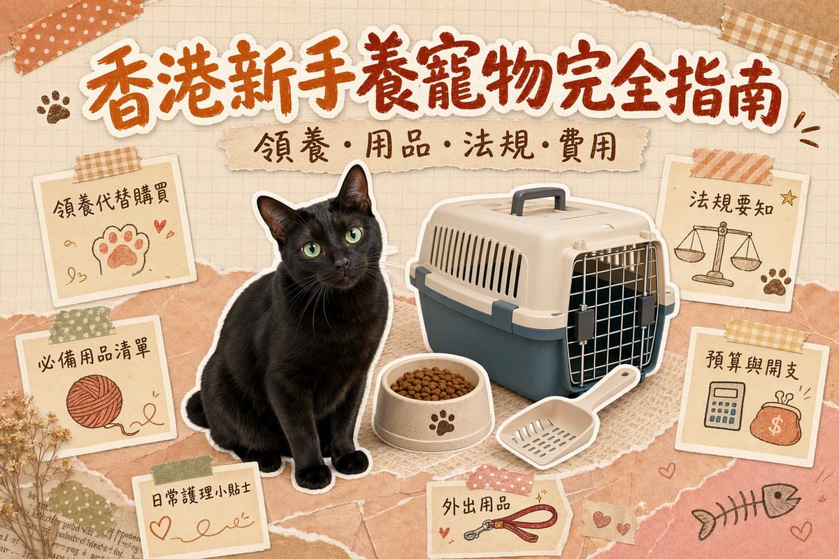 香港細單位客廳內，新手主人坐喺地板同由領養所帶返嚟嘅虎斑貓相處，旁邊擺住貓糧貓砂用品清單