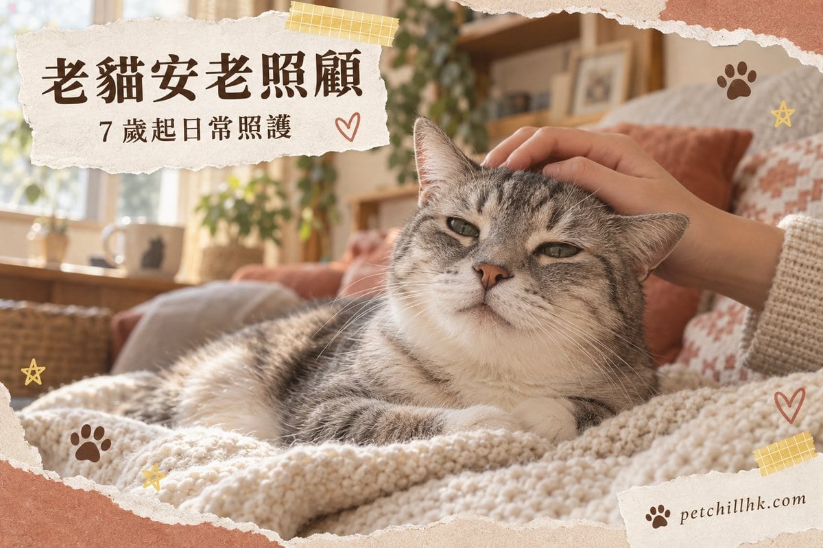 一隻灰白虎斑老貓趴喺米白色針織毛毯上,有人隻手輕摸佢頭頂,背景係暖色家居