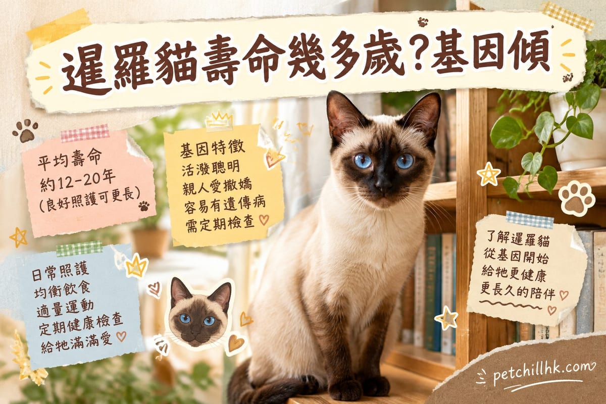 暹羅貓壽命幾多歲?基因傾向與延壽清單全解析|PetChill 寵物百科