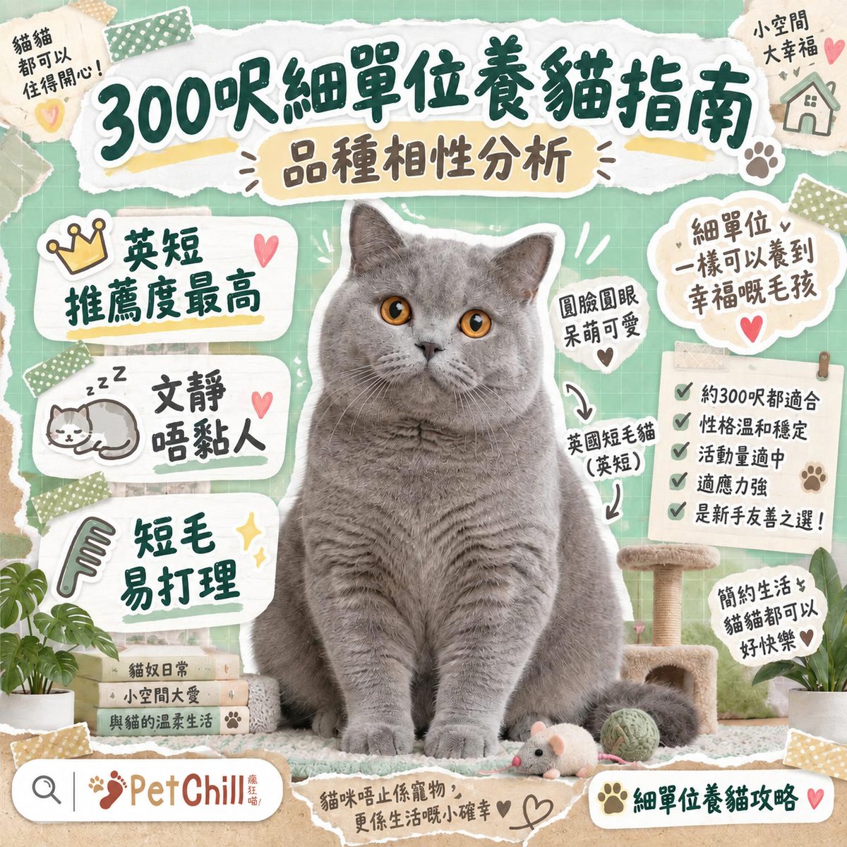 300 呎細單位適合養咩貓?品種相性指南