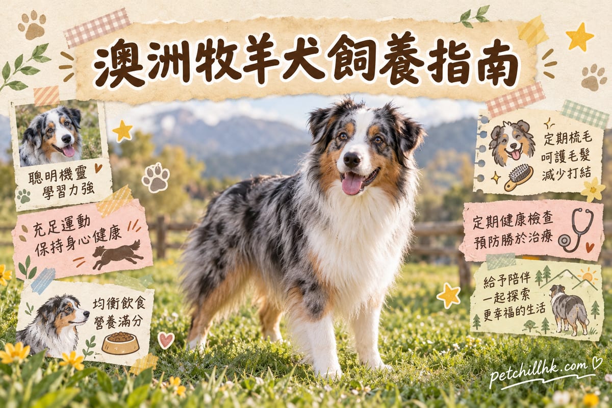 一隻藍隕石色澳洲牧羊犬喺香港屋苑平台,主人蹲低陪佢玩嗅聞遊戲,背景係高樓同樹蔭