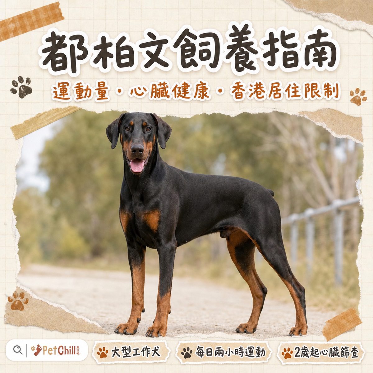 一隻黑身配鐵鏽色斑紋嘅都柏文成犬站喺香港屋苑平台，戴住胸背帶同主人準備清晨散步
