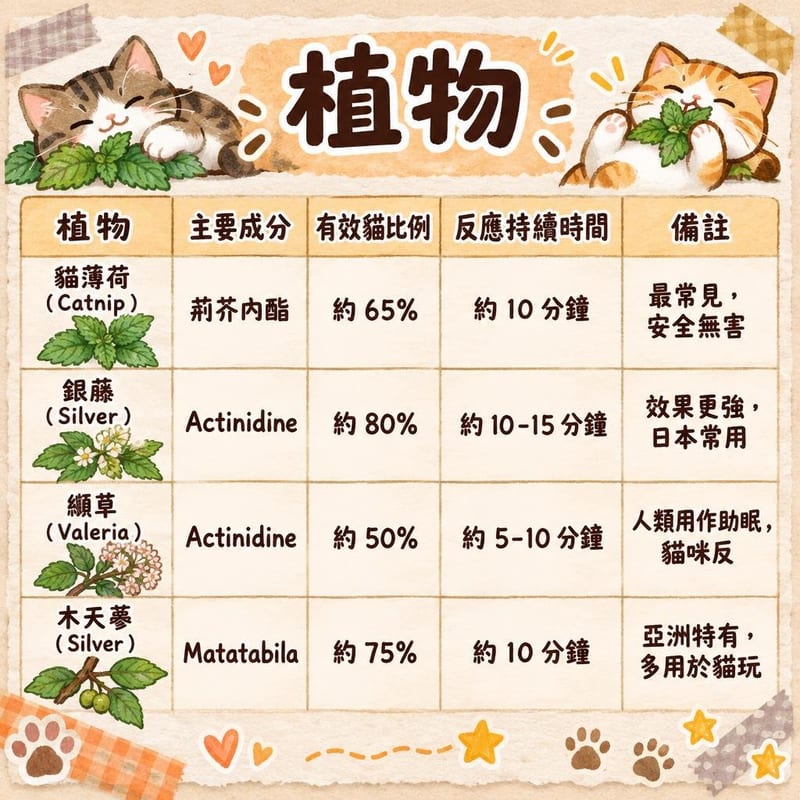 貓薄荷點解令貓咪嗑到茫荊芥內酯科學解密安全使用指南 知識圖卡1