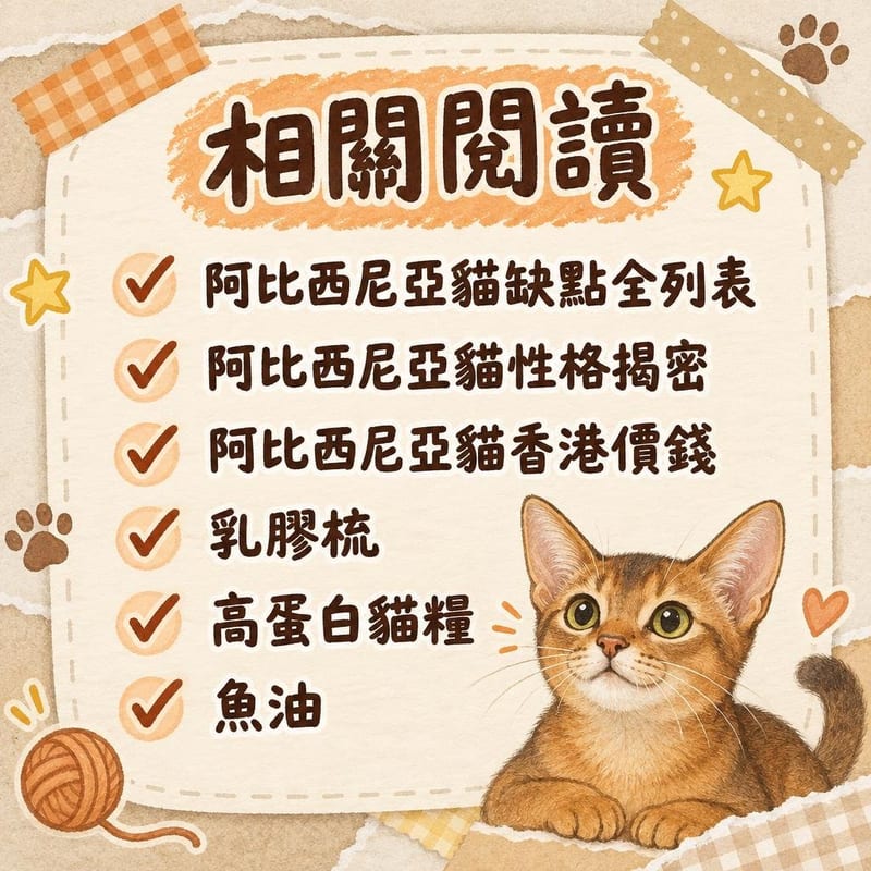 貓展評審枱前,三隻唔同色系阿比西尼亞貓企喺展示台上被檢視毛色