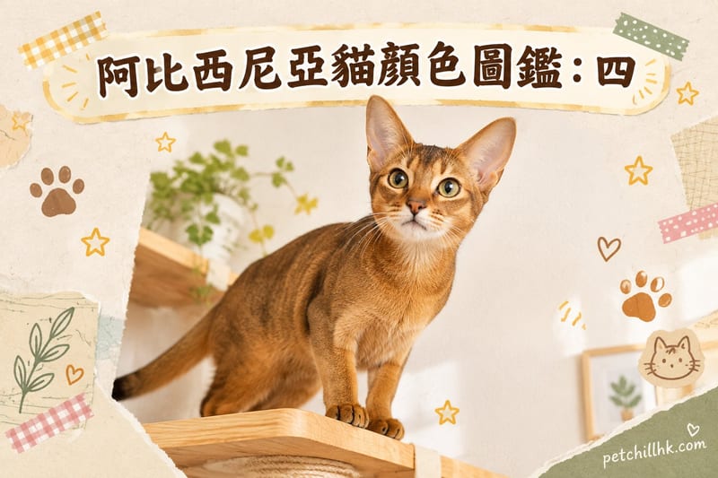 阿比西尼亞貓顏色圖鑑|香港貓展四大毛色邊隻最搶手