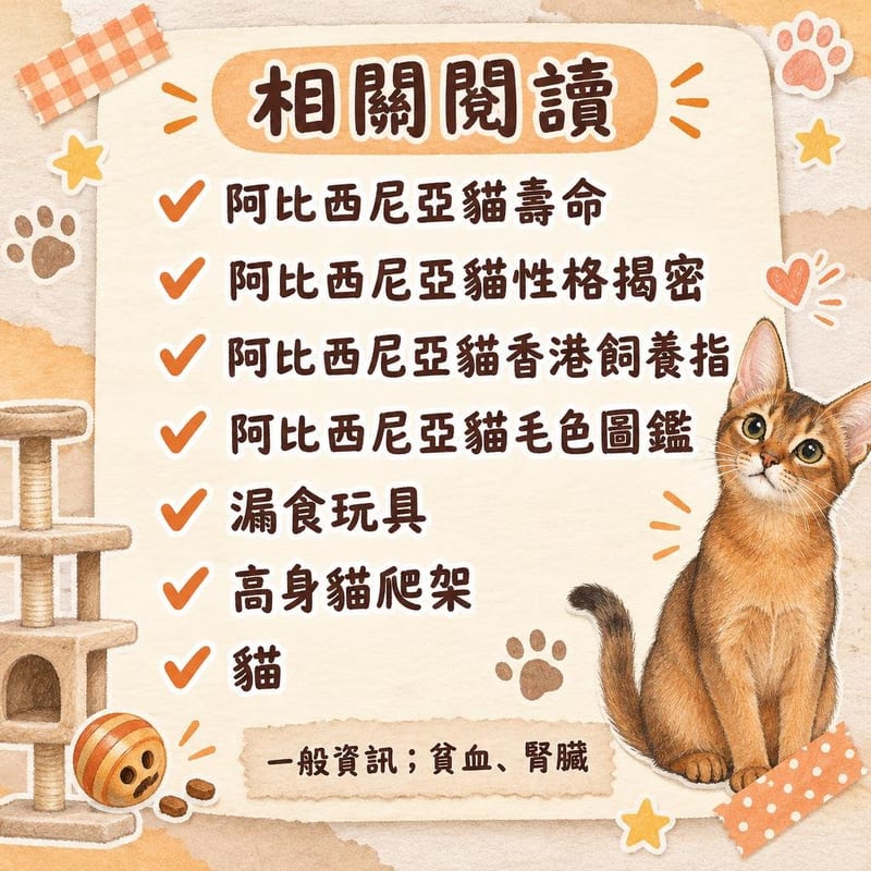 獸醫診所枱上,註冊獸醫用聽診器檢查一支坐喺枱面嘅阿比西尼亞貓