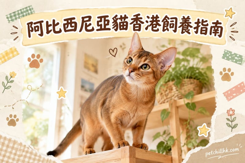 阿比西尼亞貓香港飼養指南:跳高冠軍住細單位攻略