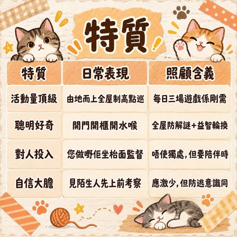 abyssinian-personality-hk 知識圖卡1