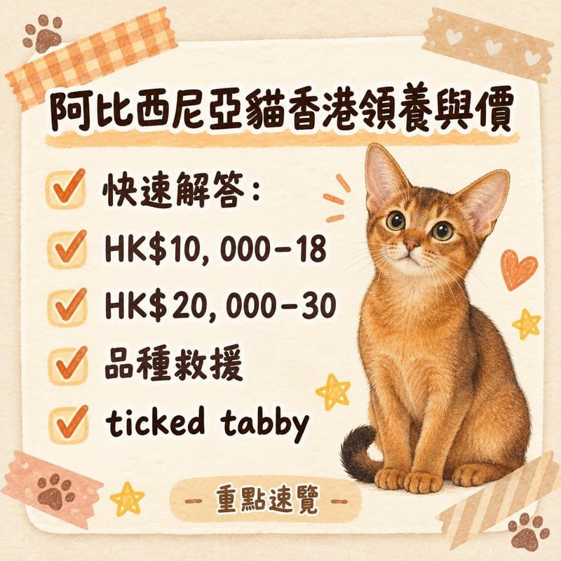 領養中心內義工用逗貓棒同一隻短毛虎斑貓玩，牆上貼住領養程序告示