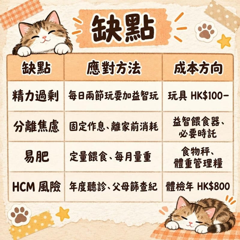 american-shorthair-disadvantages-hk 知識圖卡1