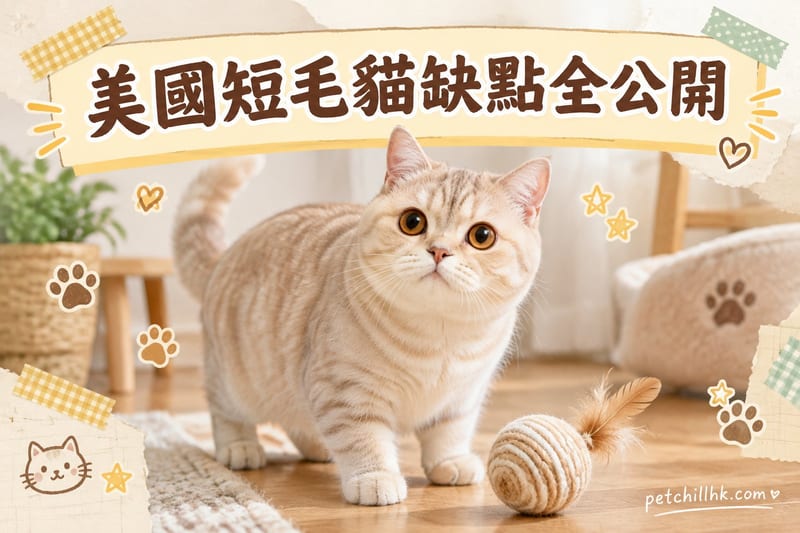 美國短毛貓缺點全公開|香港飼主7項坦誠評估與應對
