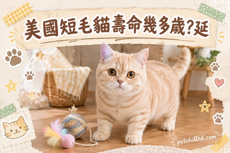 美國短毛貓壽命幾多歲?香港飼主延壽指南|疾病預防與體檢表