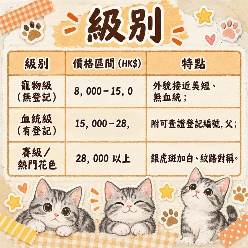 american-shorthair-price-adopt-hk 知識圖卡1
