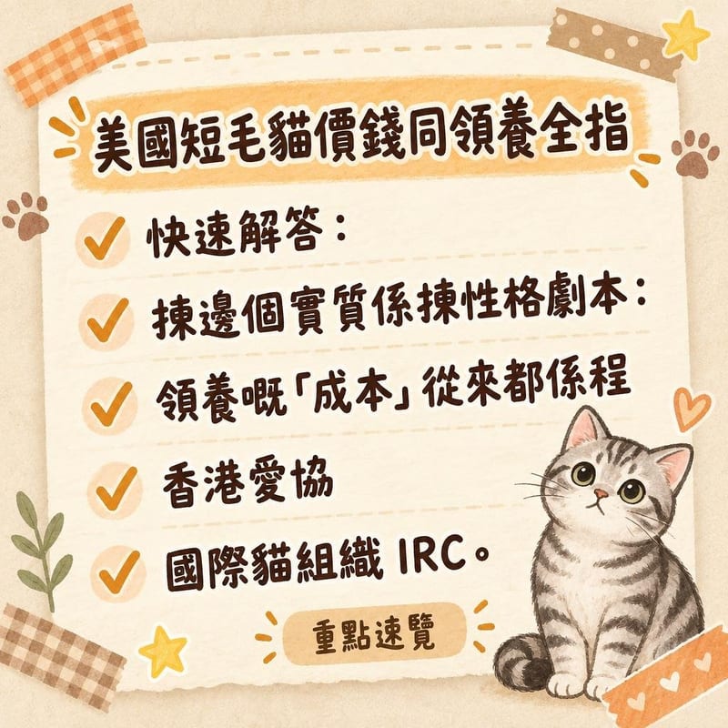 貓舍內一隻銀虎斑美國短毛貓坐喺木箱旁