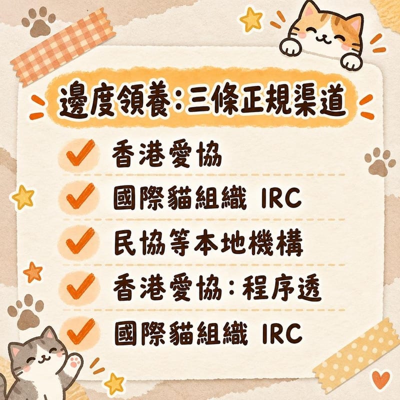 獸醫用超聲波為棕色虎斑美國短毛貓做心臟篩查