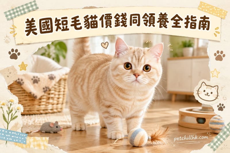 美國短毛貓價錢同領養全指南|香港 2026