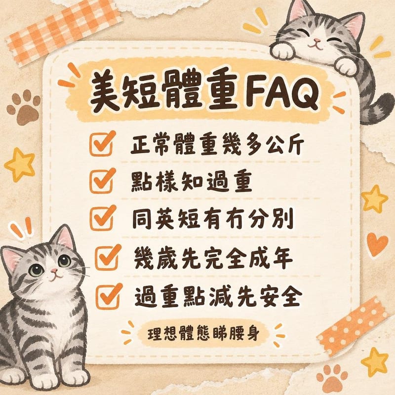 主人將銀虎斑幼貓放上寵物秤記錄每週體重