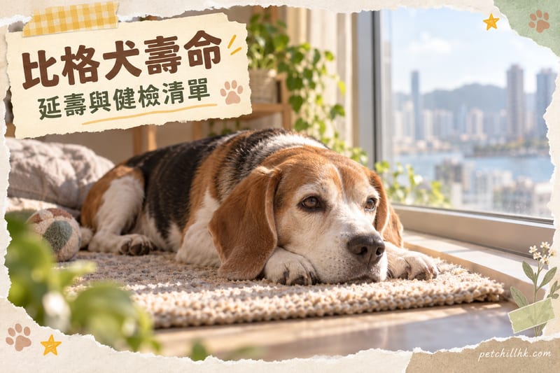 比格犬壽命幾多歲?香港延壽與健康指南