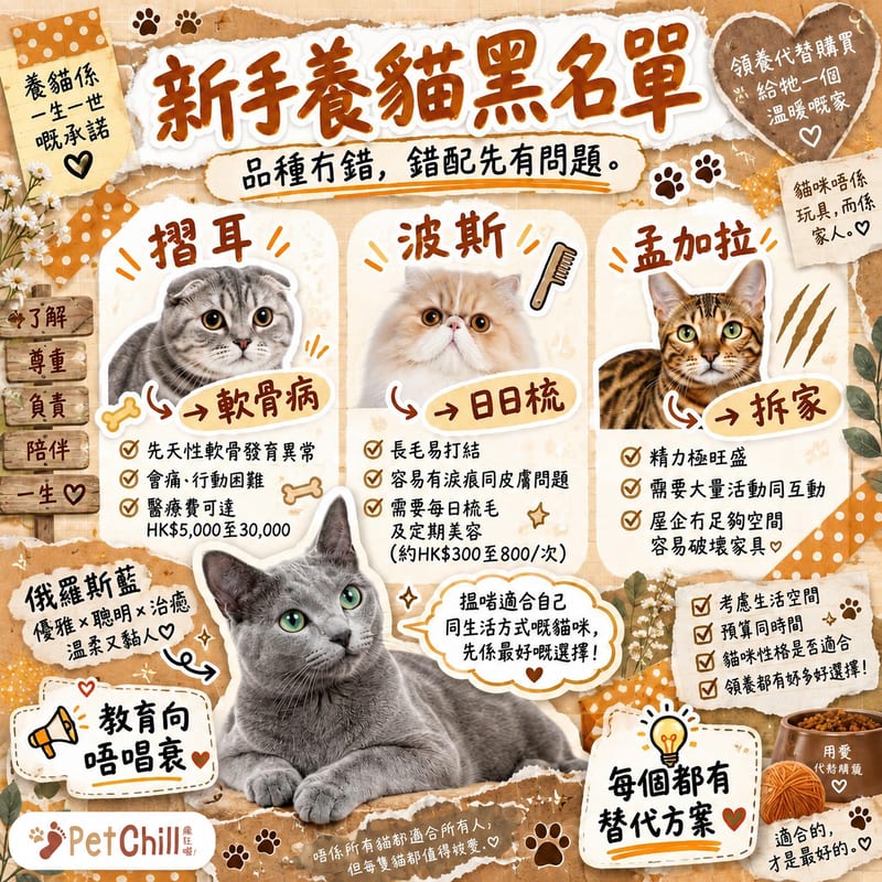新手養貓品種黑名單|4 個高難度品種+替代推薦(教育向)
