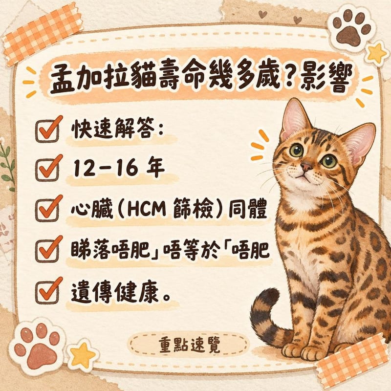 獸醫用聽診器為一隻安靜嘅孟加拉貓作心臟檢查,主人喺旁邊注視,枱面放住心超報告