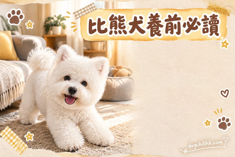 養比熊犬前必讀|香港7大缺點真實分析與應對