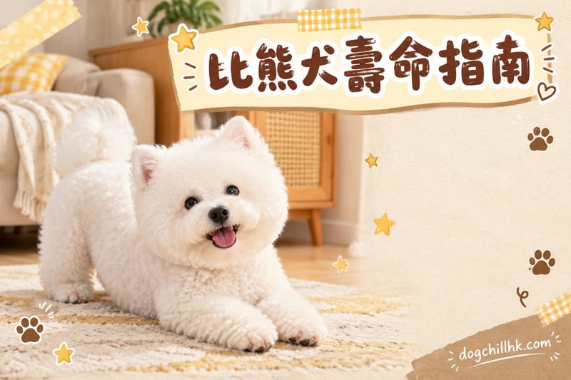 比熊犬壽命幾長?|香港飼主必讀12–15年延壽攻略