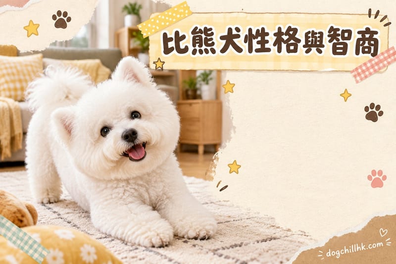 比熊犬性格與智商全解析|香港飼主訓練指南:聰明度、服從性一次睇晒