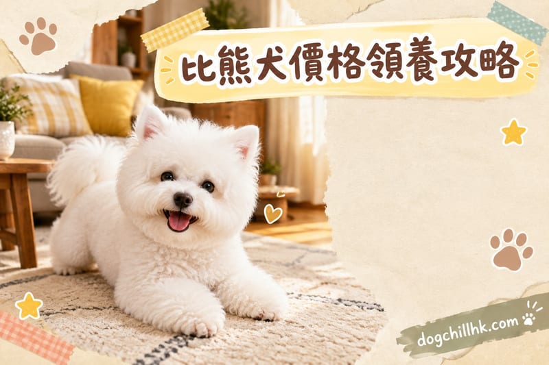 比熊犬香港價錢與領養指南:2026 買定領養全攻略