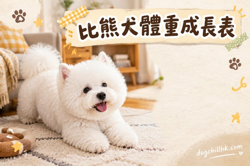 比熊犬體重與成長曲線|香港幼犬到成犬標準表