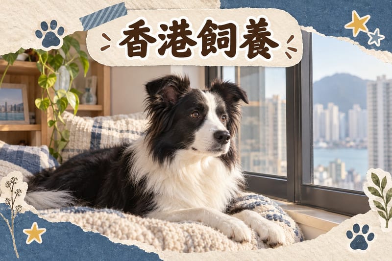 邊境牧羊犬喺香港夏天飲水降溫,地上放住散熱墊