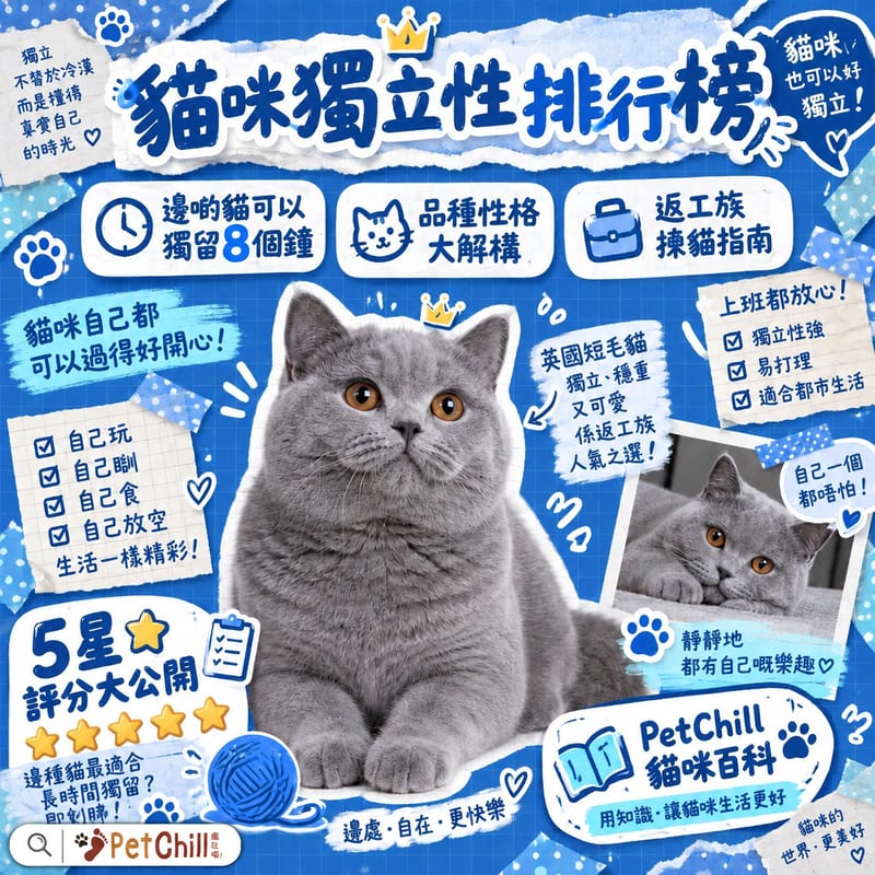 貓咪獨立性排行榜|哪些品種可以獨留在家8小時?上班族養貓指南