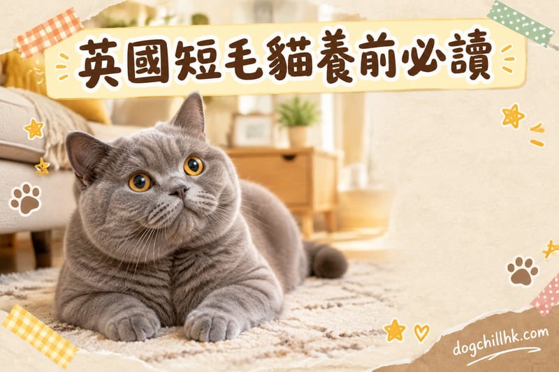 英國短毛貓缺點全公開|香港養前必睇應對攻略