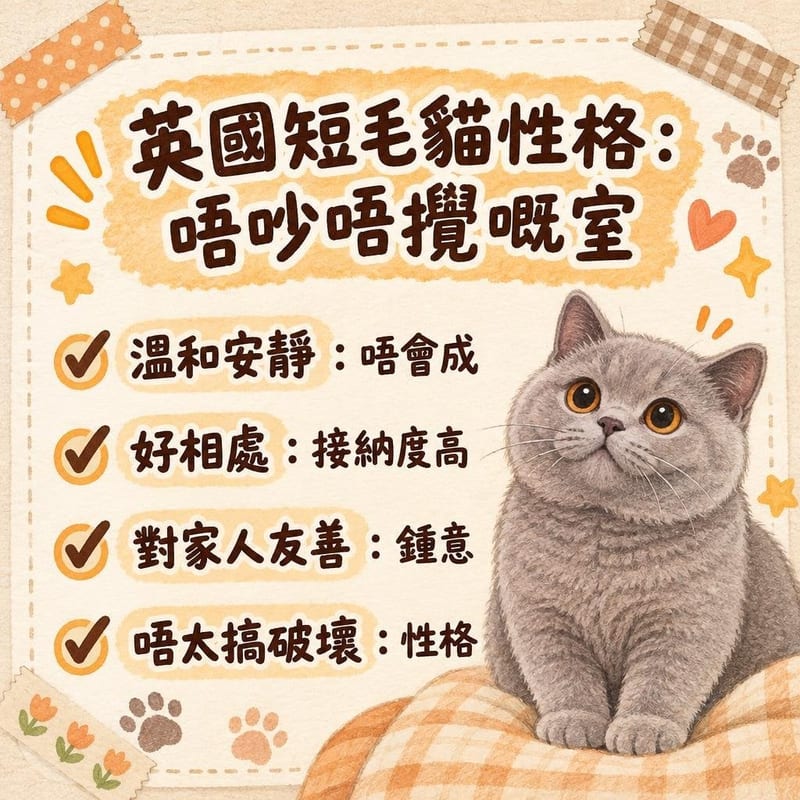british-shorthair-guide-hk 重點整理圖卡 3