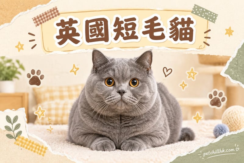 英國短毛貓香港飼養指南｜性格、易肥控制同健康檢查