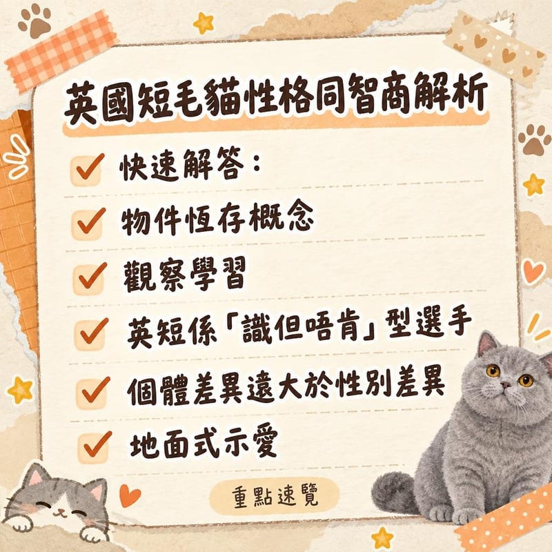 英國短毛貓望住漏食玩具轉頭觀察主人,思考中