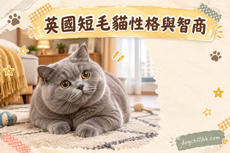 英國短毛貓性格智商解析|香港靜鼠系貓嘅心思
